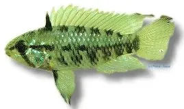 Apistogramma resticulosa red mask dvärgciklid 3–4 cm