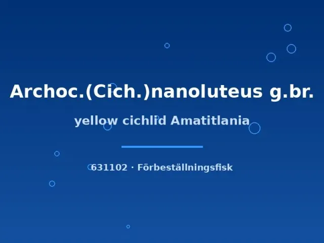 Näsets Ciklidhobby Yellow Cichlid akvariefisk 4–6 cm gul