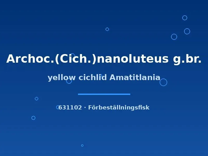 Näsets Ciklidhobby Yellow Cichlid akvariefisk 4–6 cm gul