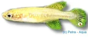 Näsets Ciklidhobby Fighting Gaucho killifisk 3–5 cm