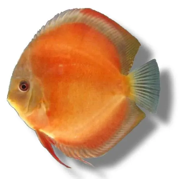 Näsets Ciklidhobby Symphysodon San Merah diskus 6–7,5 cm röd