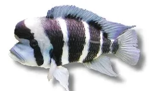 Näsets Ciklidhobby Cyphotilapia frontosa ciklid över 14 cm