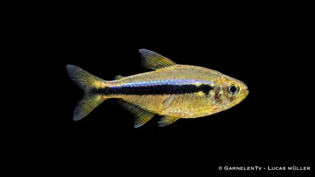 Garnelen TV Lapis-tetra Hyphessobrycon cyanotaenia stimfisk