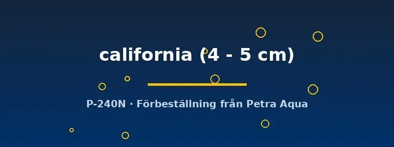 Näsets Ciklidhobby California skalar 4–5 cm akvariefisk ljus