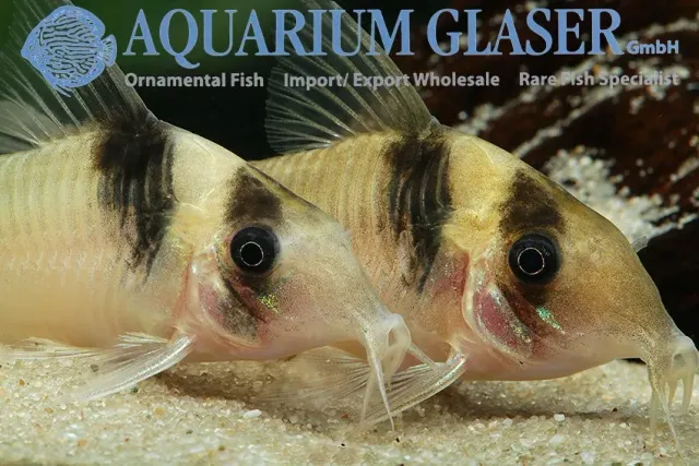 Näsets Ciklidhobby Corydoras virginiae pansarmal lg–xlg bottenfisk