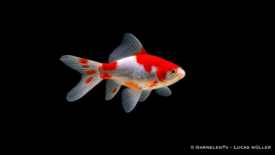 Garnelen TV Sarasa guldfisk 4–6 cm dammfisk