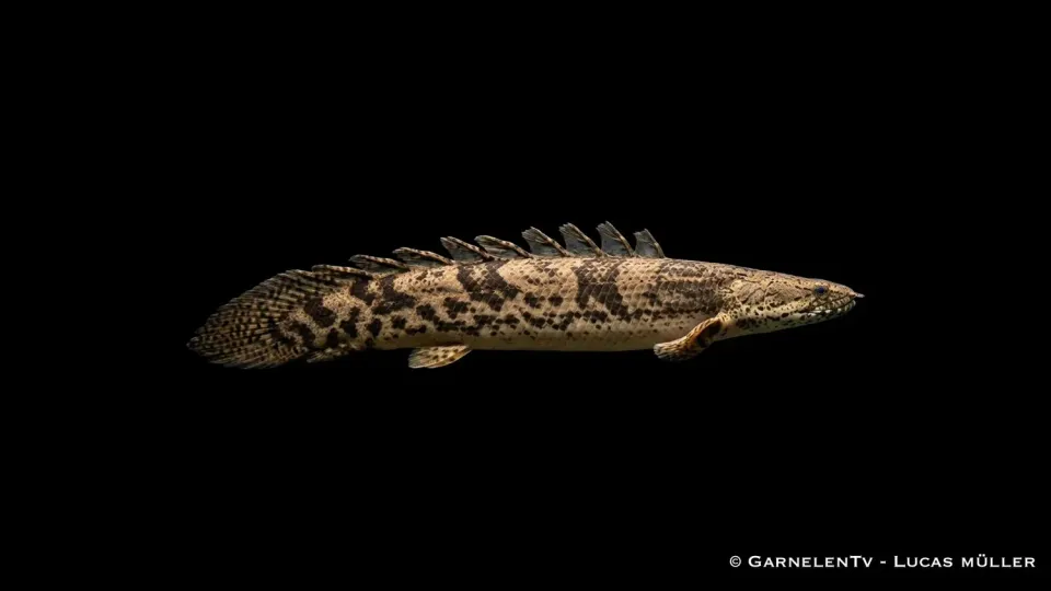 Garnelen TV Endlicheri fengädda Polypterus rovfisk