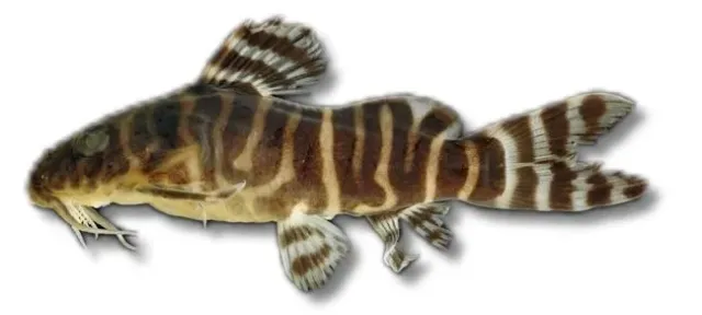 Näsets Ciklidhobby Synodontis ornatipinnis mal 4–5 cm bottenlevande