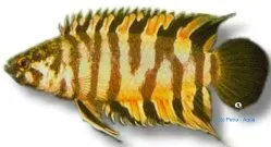 Näsets Ciklidhobby Ctenopoma ansorgei akvariefisk 3–4 cm lugn