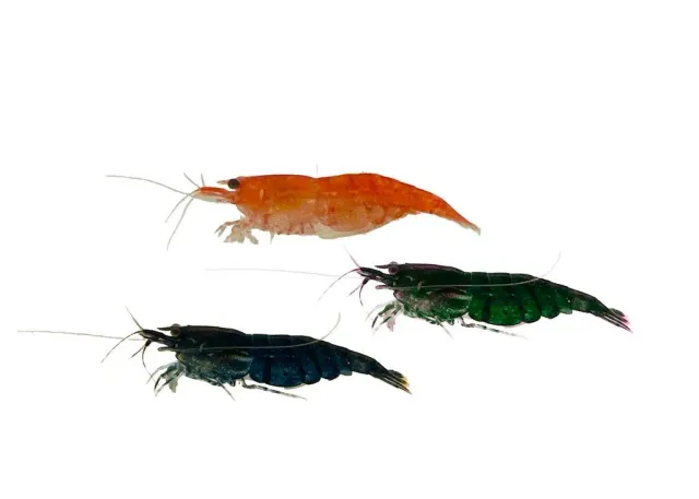 Näsets Ciklidhobby Neocaridina heteropoda mix de luxe räka 2 cm mix