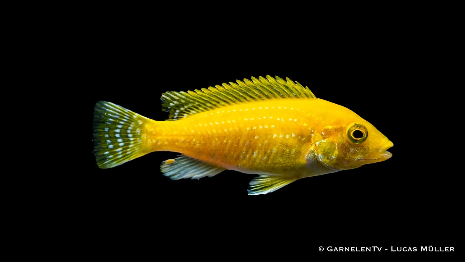 Garnelen TV Labidochromis Yellow ciklid 8-10 cm