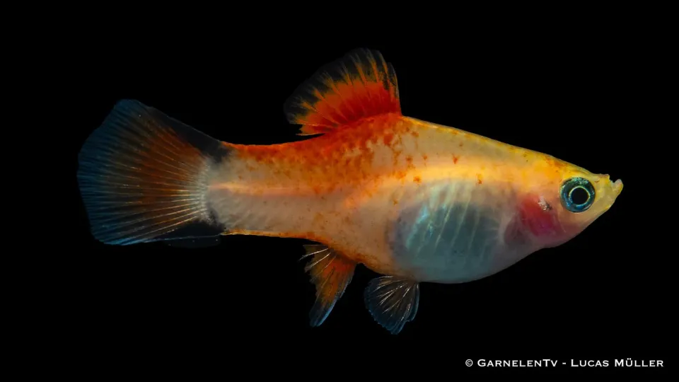 Garnelen TV Xiphophorus maculatus platy ananas