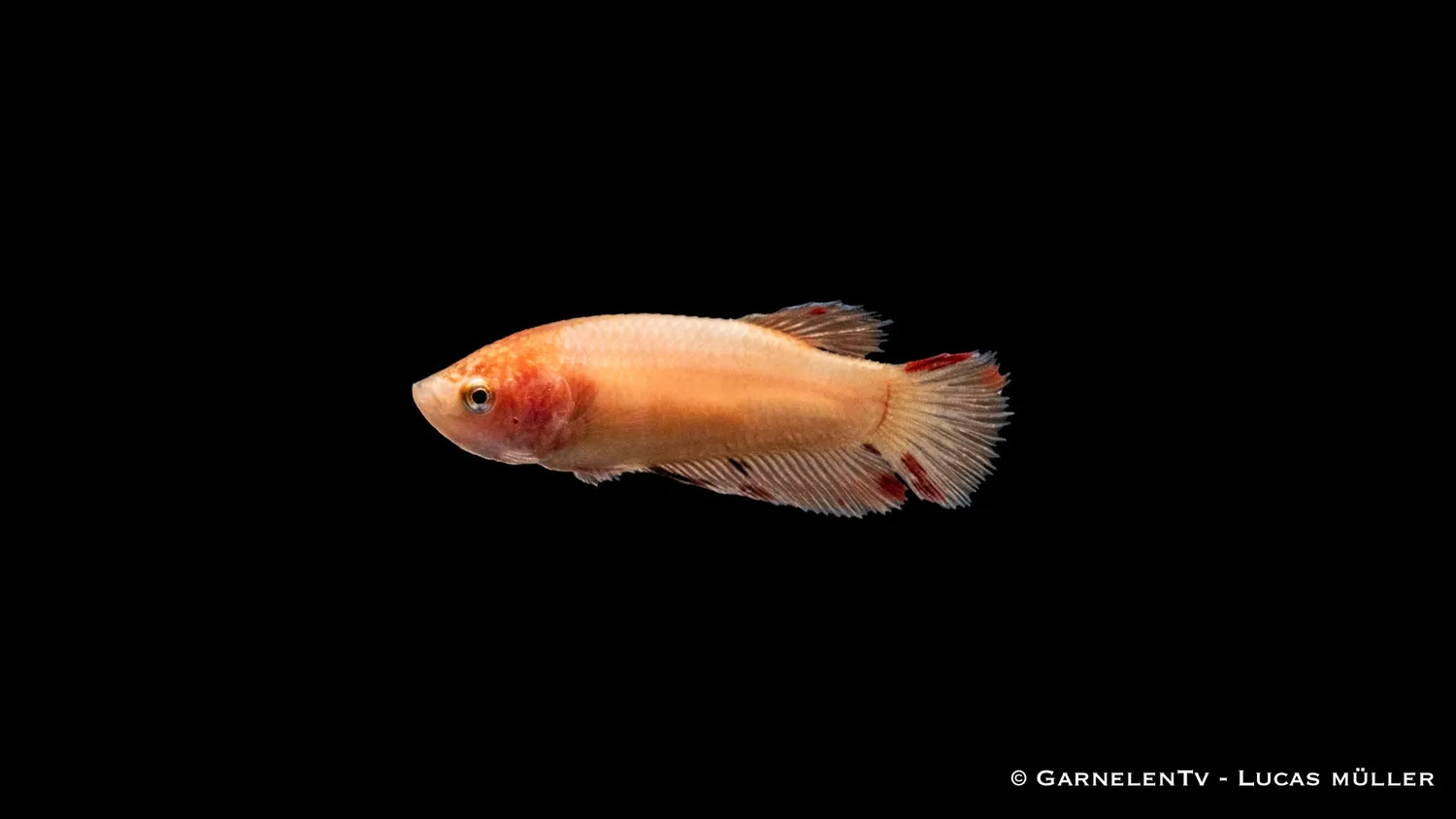 Garnelen TV Plakat kampfisk hona Betta splendens kortfenad
