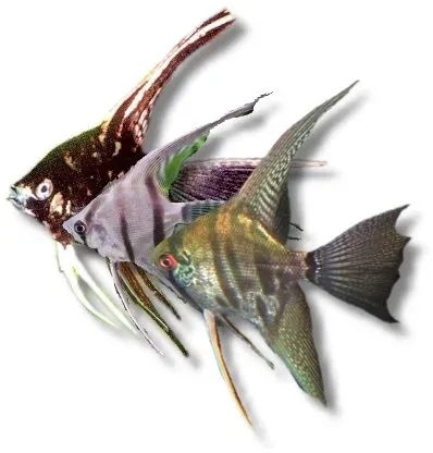 Näsets Ciklidhobby Pterophyllum scalare mix skalarfisk XL 6–7 cm