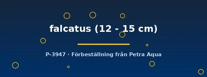 Näsets Ciklidhobby Falcatus 12–15 cm rovfisk