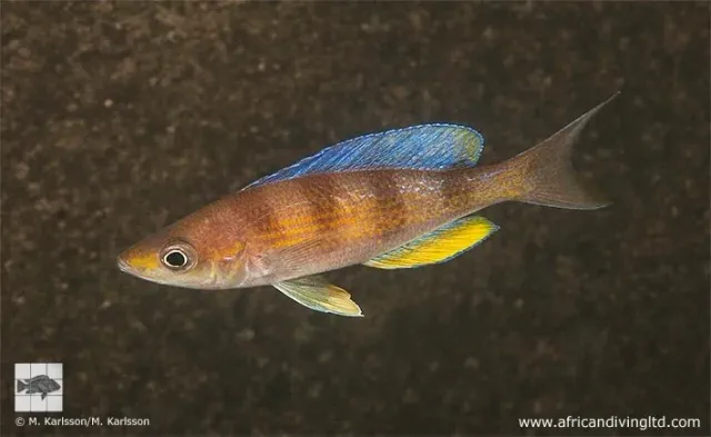 Näsets Ciklidhobby Cyprichromis Kipili Zebra ciklid 5–6 cm