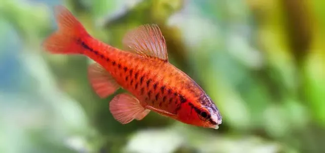 Näsets Ciklidhobby kopparbarb Barbus titteya akvariefisk 2,5 cm
