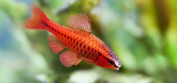 Näsets Ciklidhobby kopparbarb Barbus titteya akvariefisk 2,5 cm