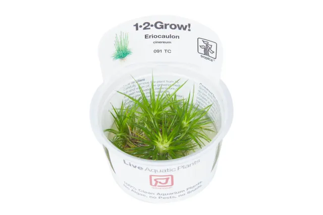 Akvarievalvet Eriocaulon cinereum akvarieväxt förgrund