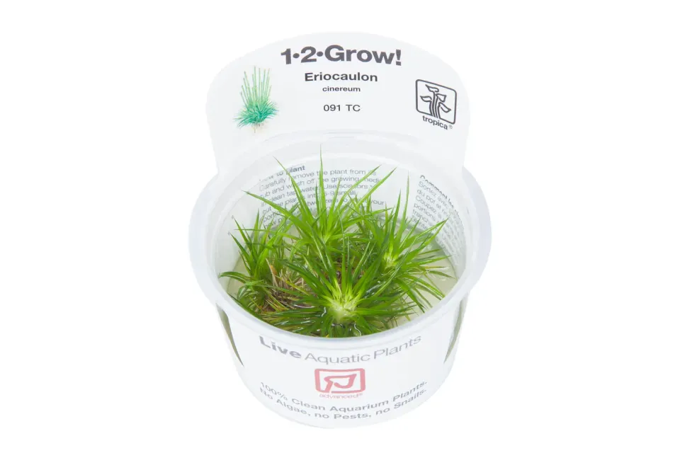 Akvarievalvet Eriocaulon cinereum akvarieväxt förgrund
