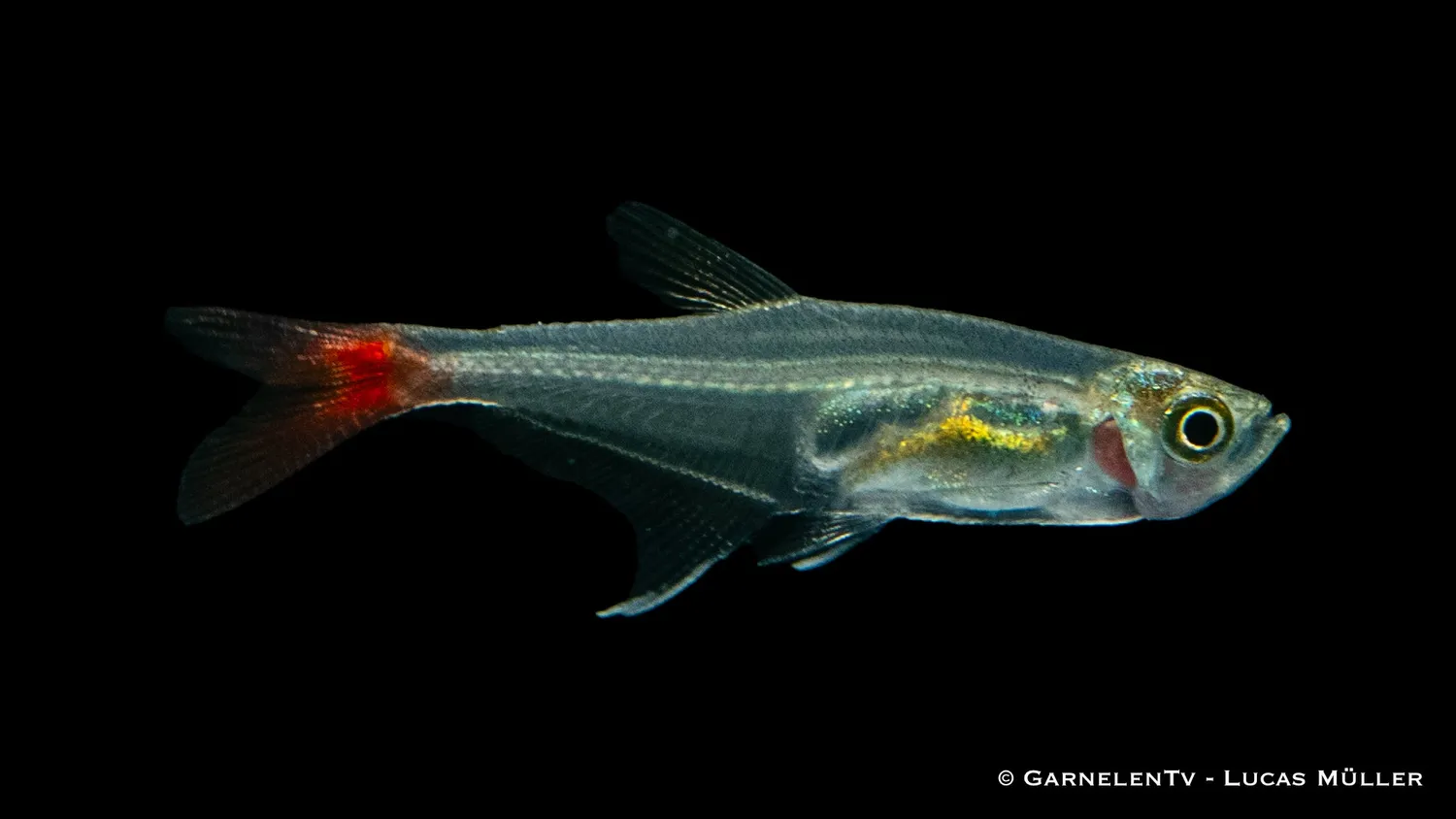 Garnelen TV Prionobrama filigera glassalmler