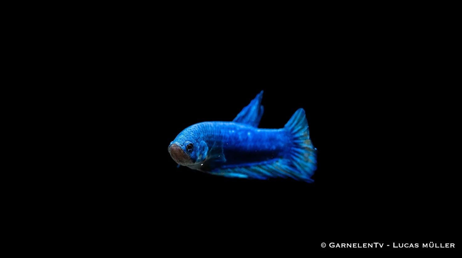 Garnelen TV Betta splendens Plakat kampfisk hane kortfenad