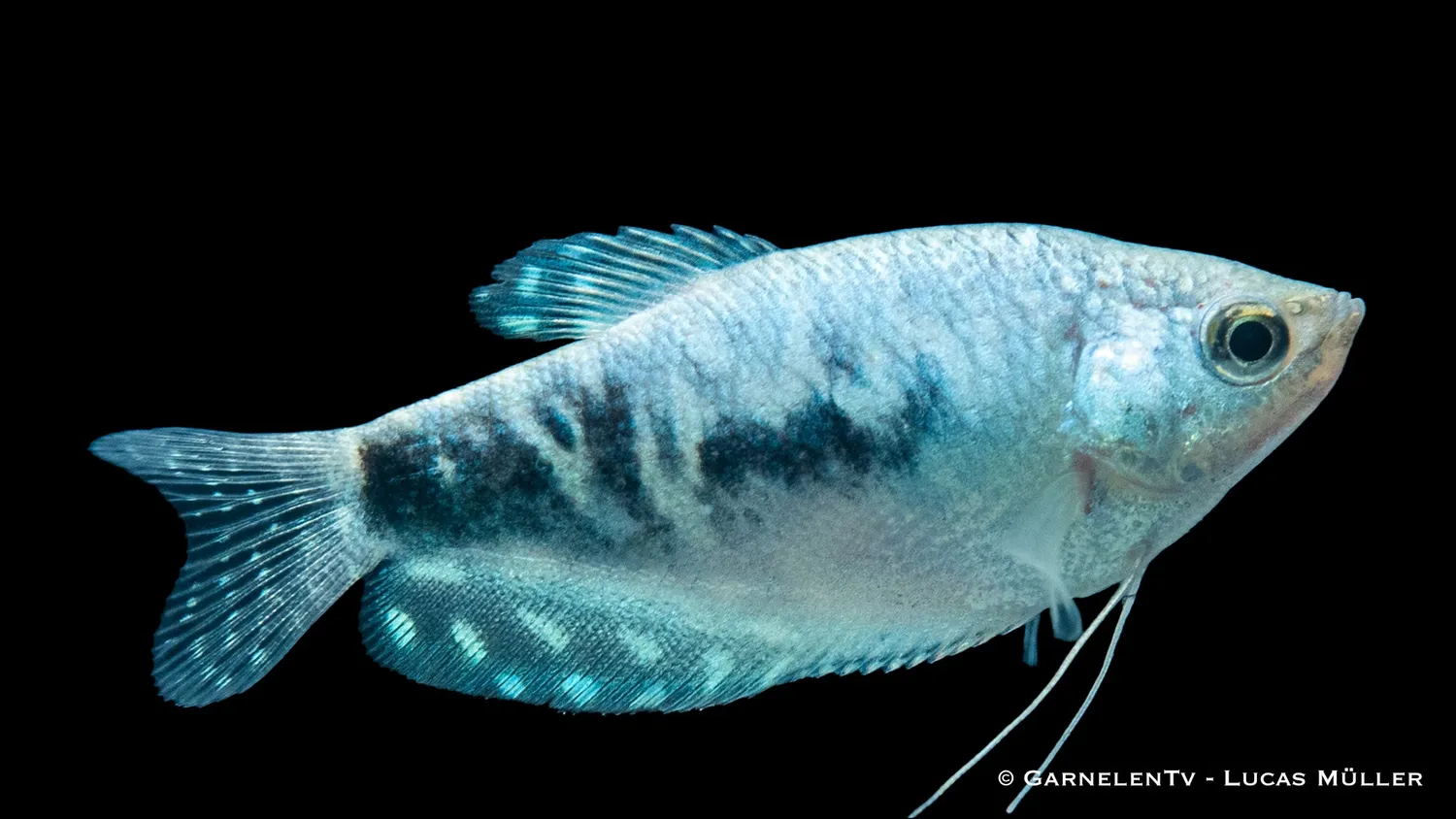 Garnelen TV Marmorfadenfisch Cosby labyrintfisk