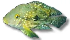 Geophagus brasiliensis akvariefisk XL jordätare