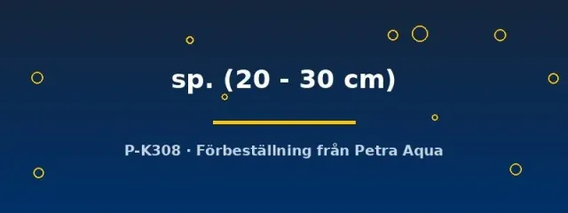 L029 Hypancistrus sp. mal 20–30 cm vildfärgad