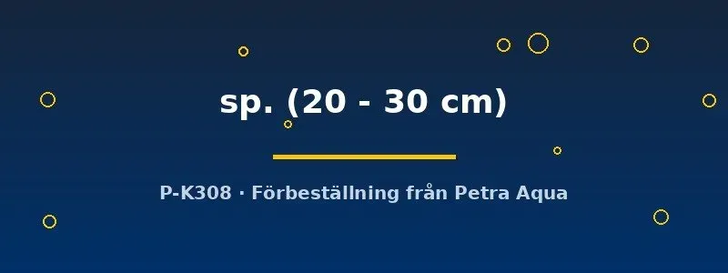L029 Hypancistrus sp. mal 20–30 cm vildfärgad