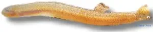 Pangio kuhlii anguillaris bottenfisk 6–7 cm