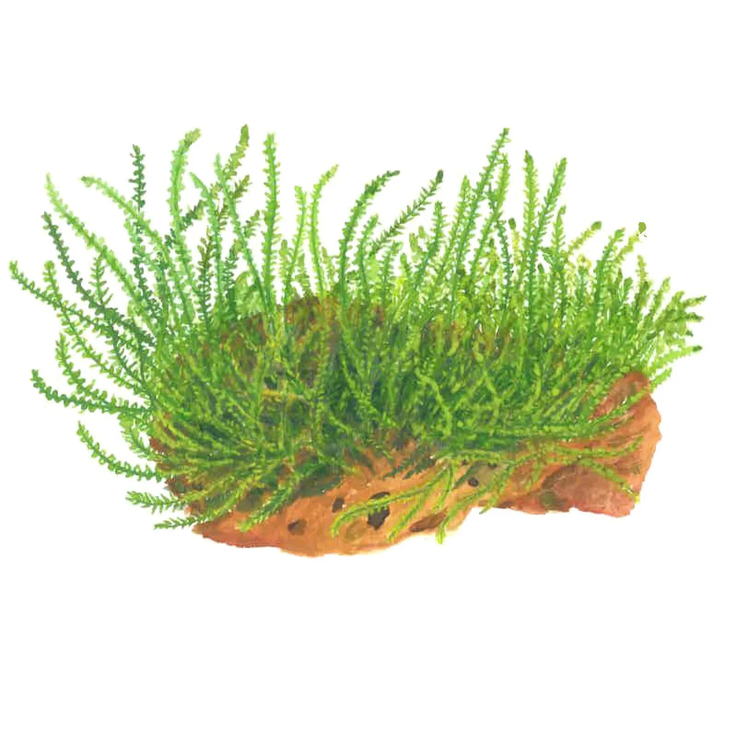Akvarievalvet Leptodictyum riparium akvariemossa