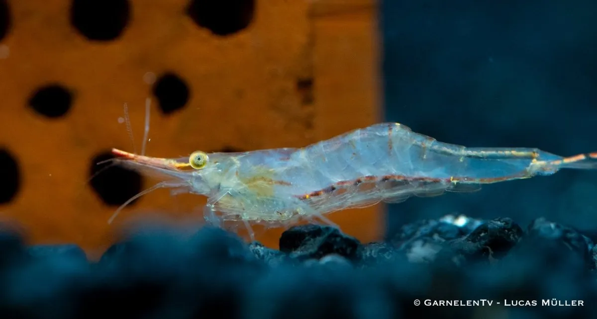Garnelen TV Röd noshörningsräka Caridina gracilirostris akvarieräka