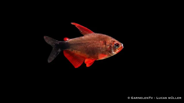 Garnelen TV Hyphessobrycon peugeotorum stimtetra 2-3cm