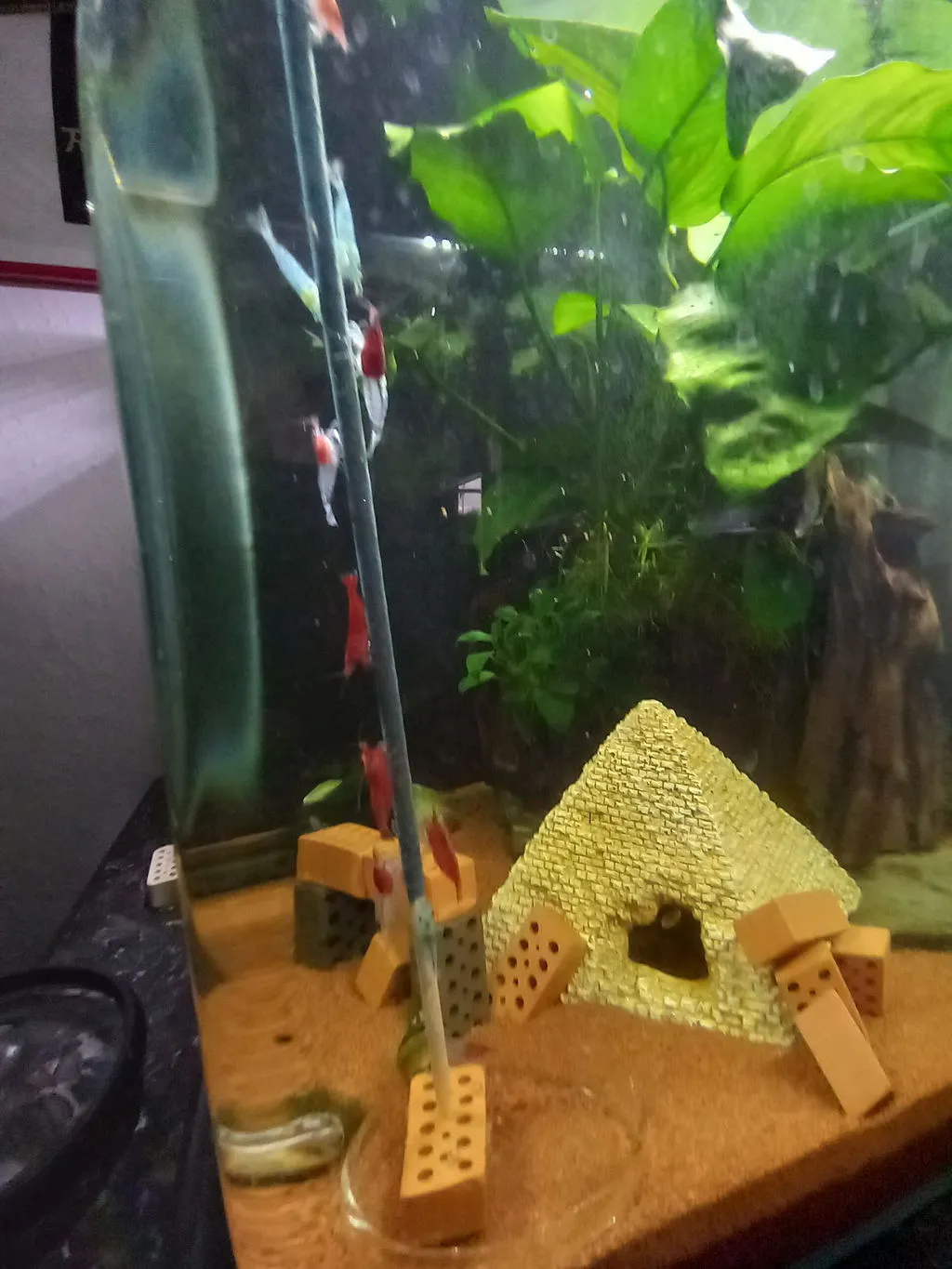 Garnelen TV Red Neck räka Neocaridina dvärgräka nybörjar
