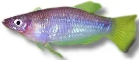 Näsets Ciklidhobby Alfaro cultratus akvariefisk 4–5,5 cm