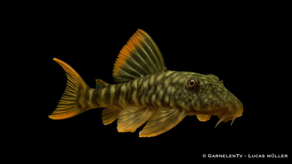 Garnelen TV L106 Guyanancistrus guahiborum sugmal 12-15 cm
