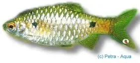 Barbus ticto stoliczkae akvariefisk över 4 cm