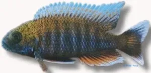 Näsets Ciklidhobby New Blue Orchid ciklid 4–5 cm malawi