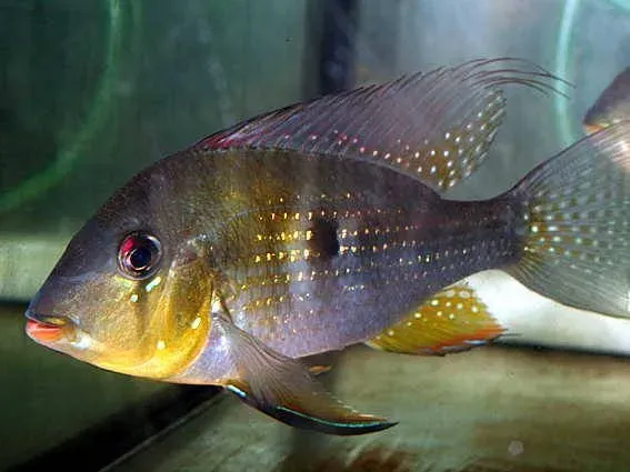 Näsets Ciklidhobby Acarichthys heckelii ciklid 5–7 cm