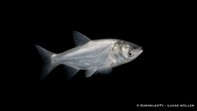Silverkarp Hypophthalmichthys molitrix dammfisk filtrerare