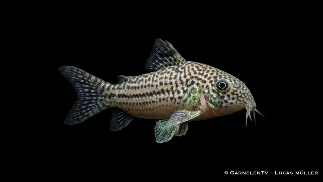 Garnelen TV trebandad pansarmal Hoplisoma trilineatum