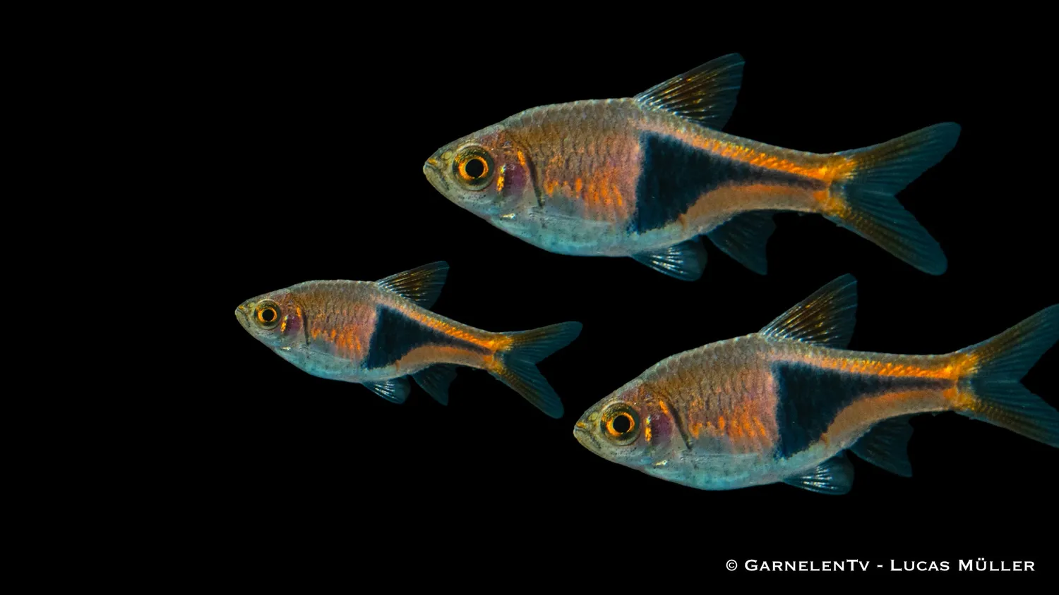 Garnelen TV Trigonostigma heteromorpha kilfläck stimfisk 4-5 cm
