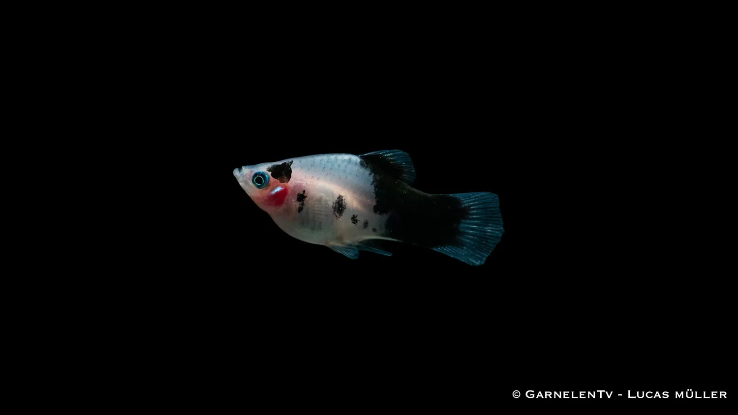 Garnelen TV Dalmatiner Xiphophorus maculatus platy