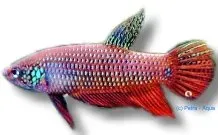Näsets Ciklidhobby Smaragd betta akvariefisk 4–5 cm