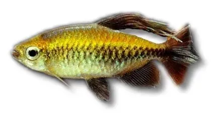 Phenacogrammus interruptus kongotetra 5–6 cm stimfisk