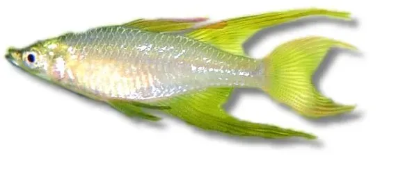 Näsets Threadfin regnbågsfisk 2,5–3 cm elegant