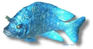 Näsets Ciklidhobby Placidochromis phenochilus 6-7 cm ciklid