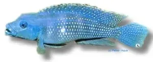 Näsets Ciklidhobby Congoensis ciklid 3,5–4 cm
