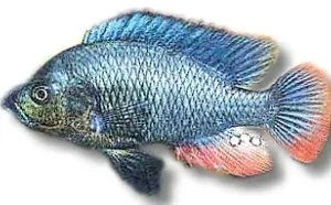 Astatotilapia nubila munruvare 5–7 cm ciklid